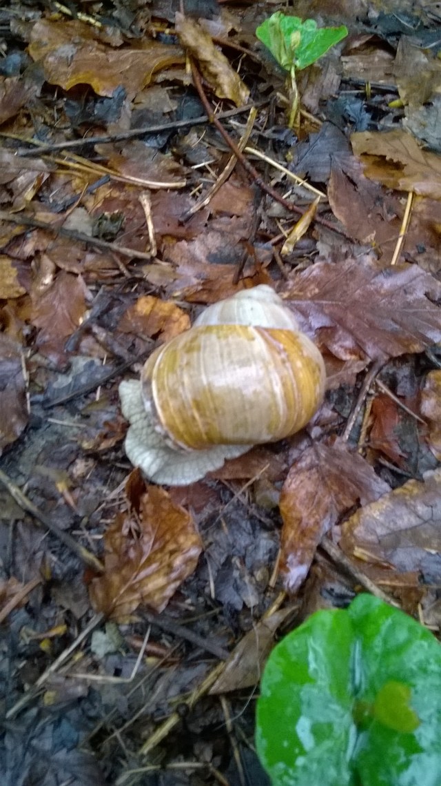 WP_20170502_11_51_14_Pro