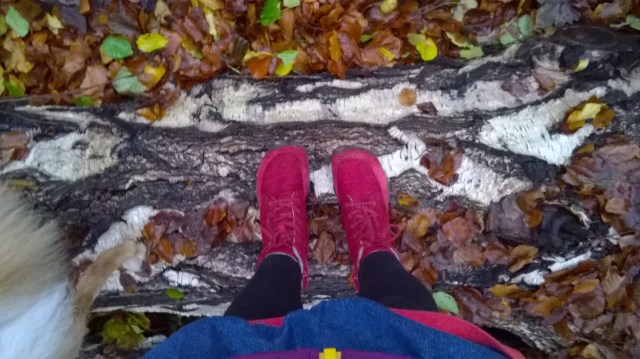 WP_20171101_09_02_49_Pro